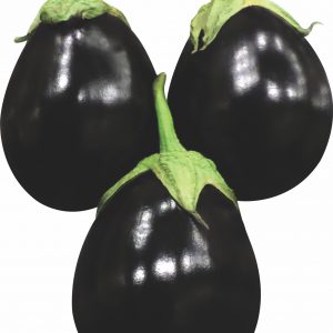 Egg Plant- Black Round F1